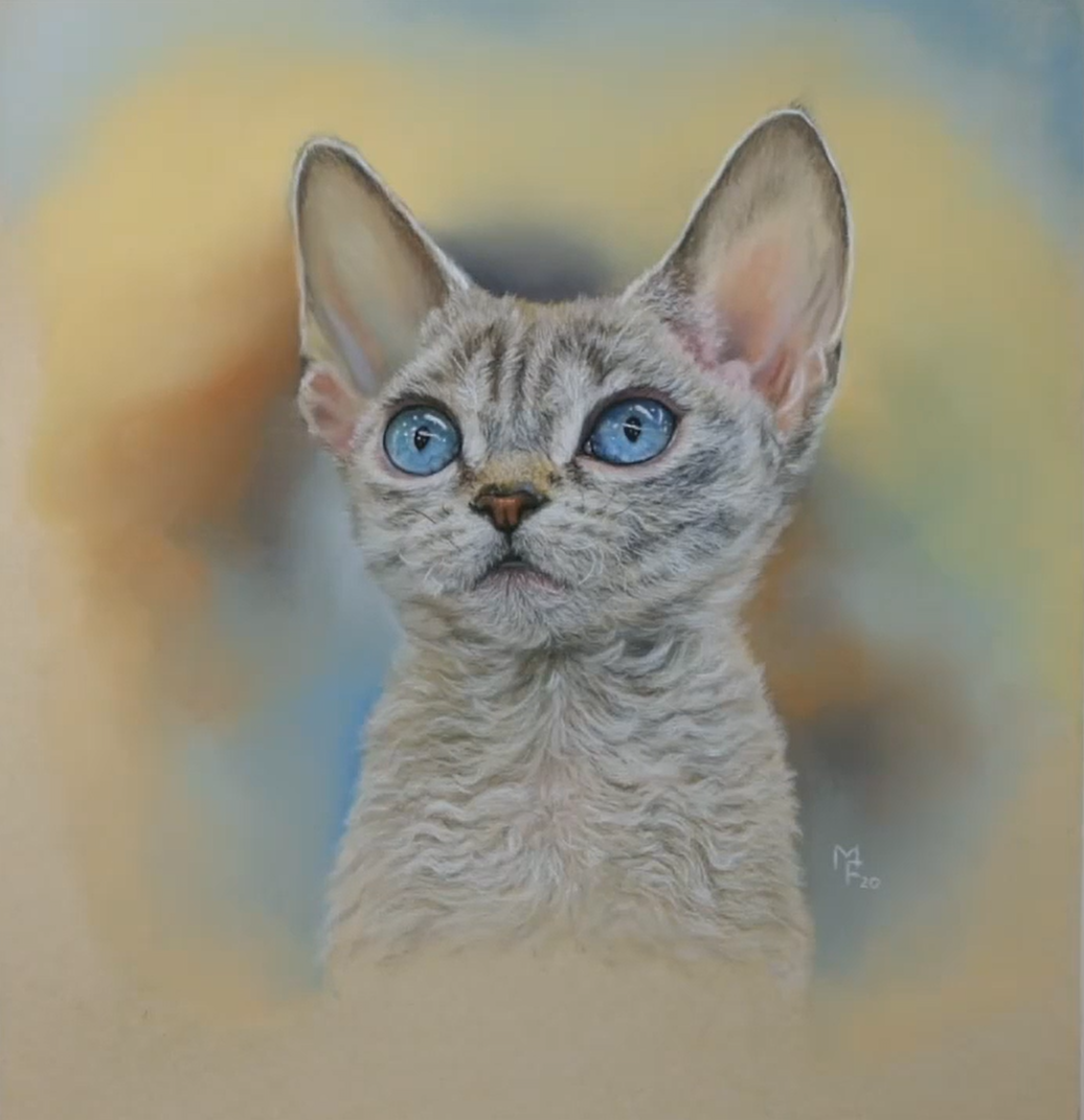 Кот