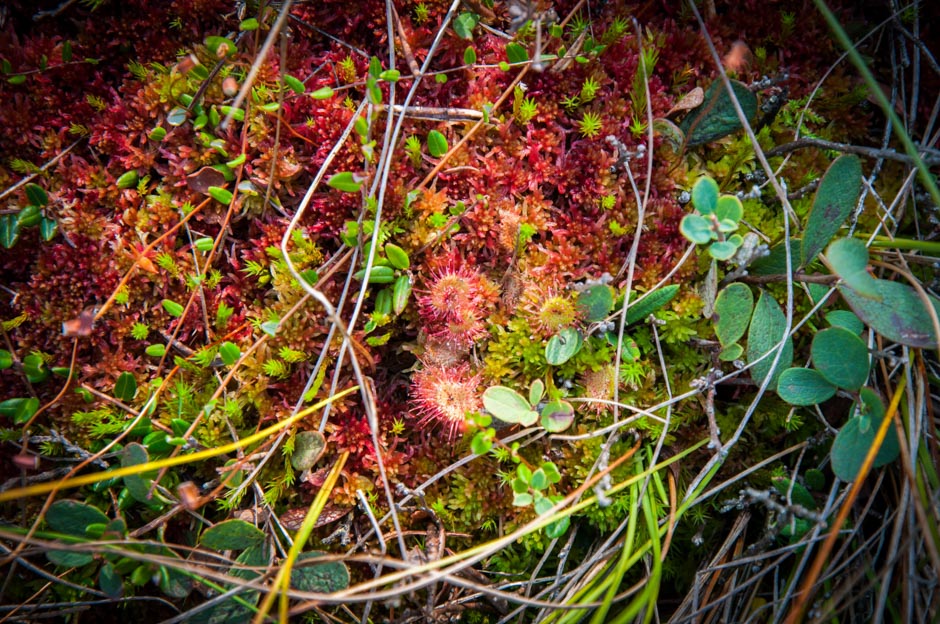 Сфагнум клюква росянка. Семена росянки круглолистной. Сфагнум клюква росянка. Vitis rotundifolia. Сфагнум клюква росянка.