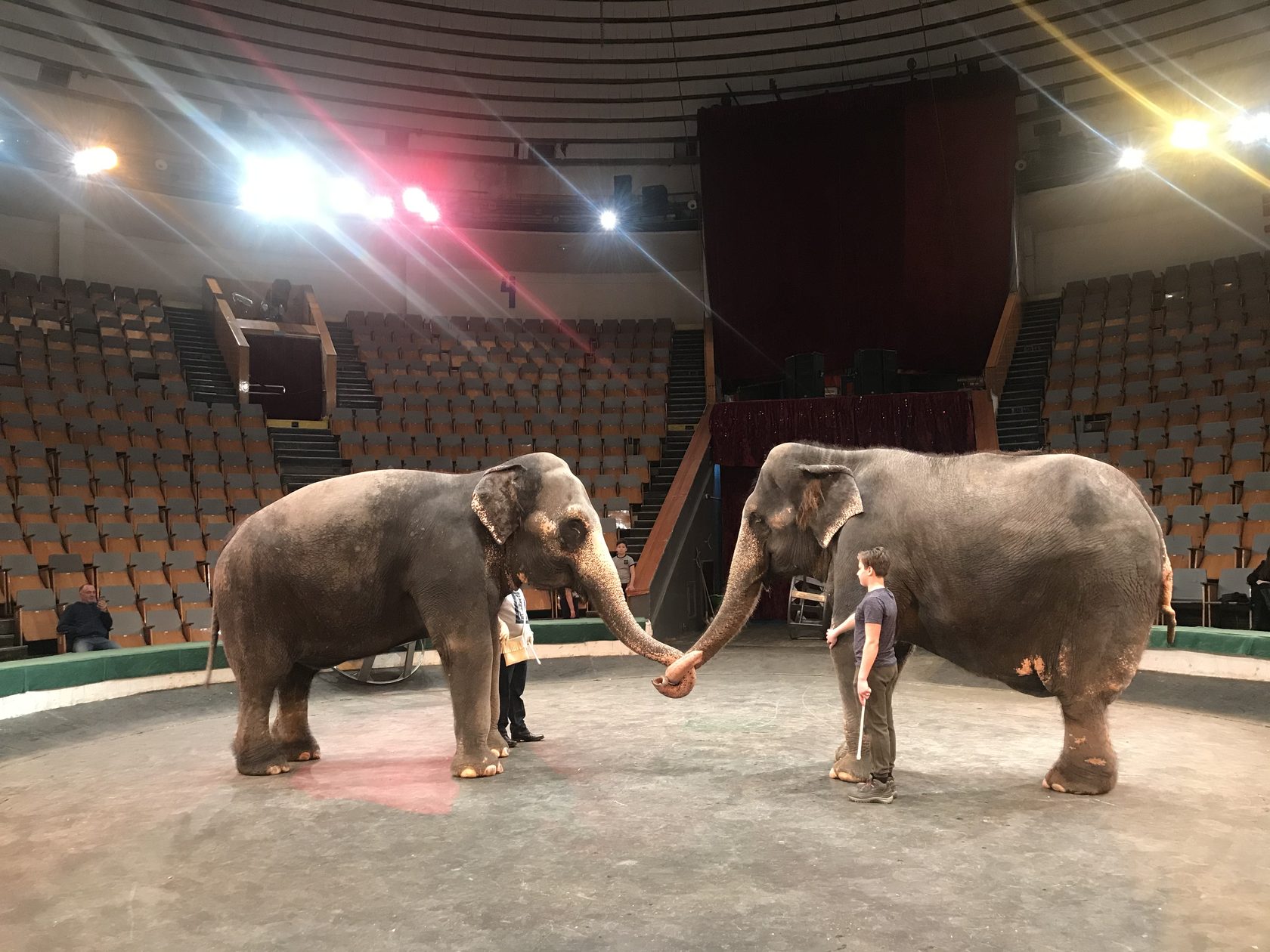 Планета слонов цирк Краснодар сроки на 2022 год