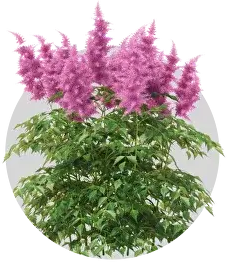 Многолетники