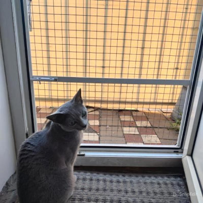 Дверь антикошка