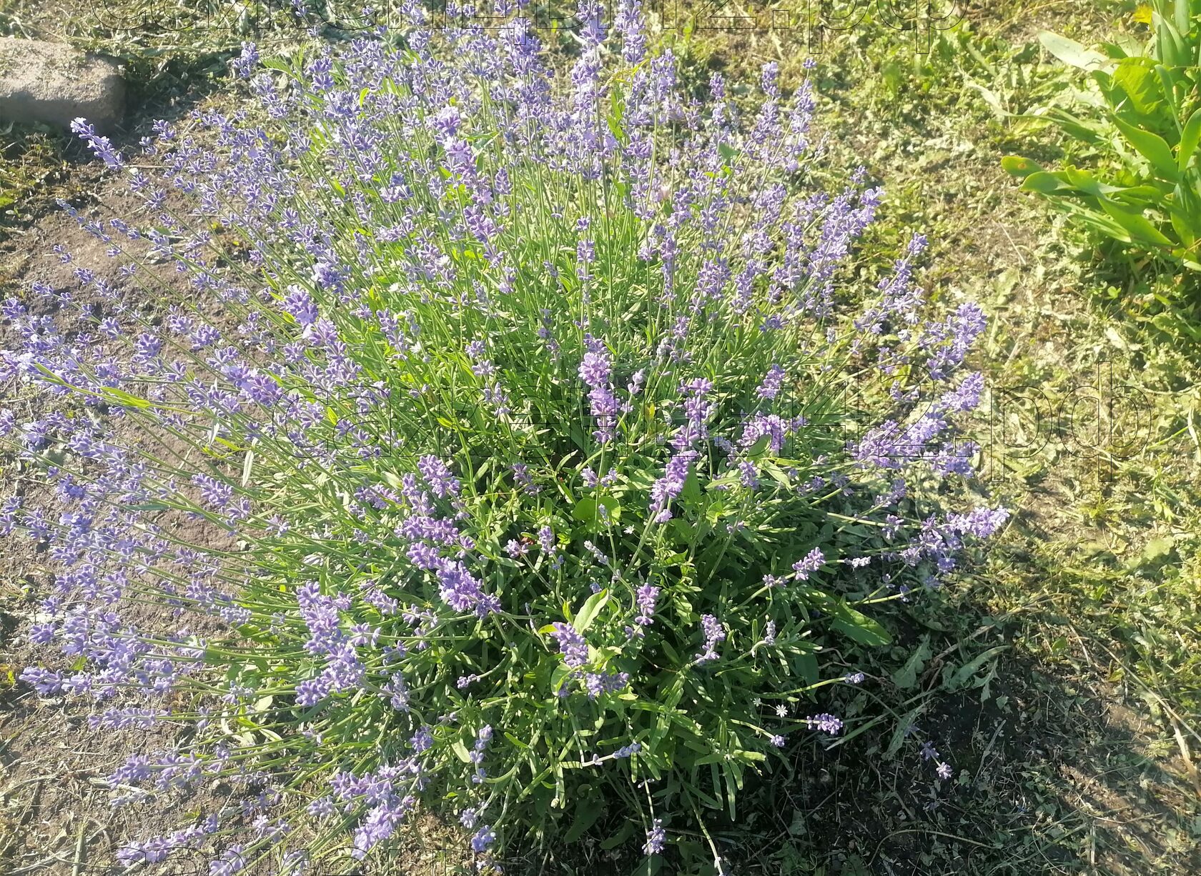 летнее фото куста лаванды узколистной с фиолетовыми соцветиями