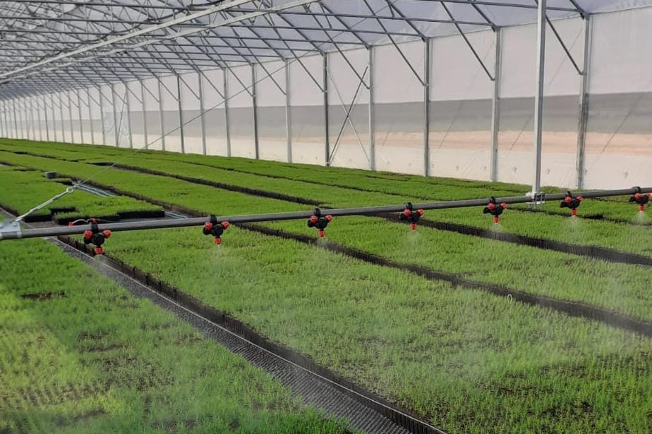 земляника в теплице