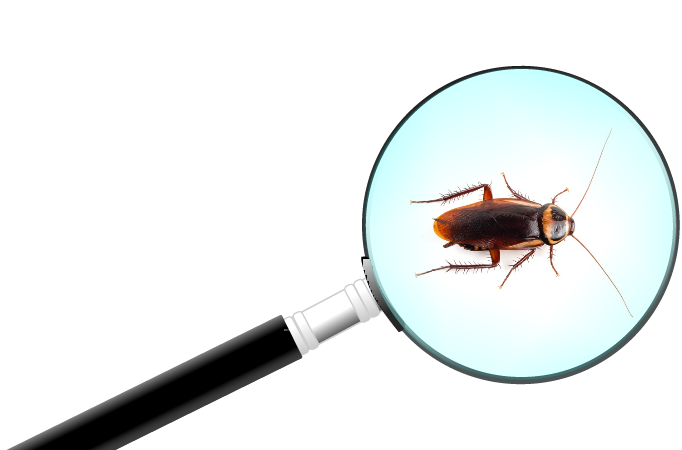 Дезинсекция в Москве. Опыт 10 лет. Уничтожение тараканов, клопов ...