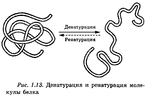 Денатурация белков