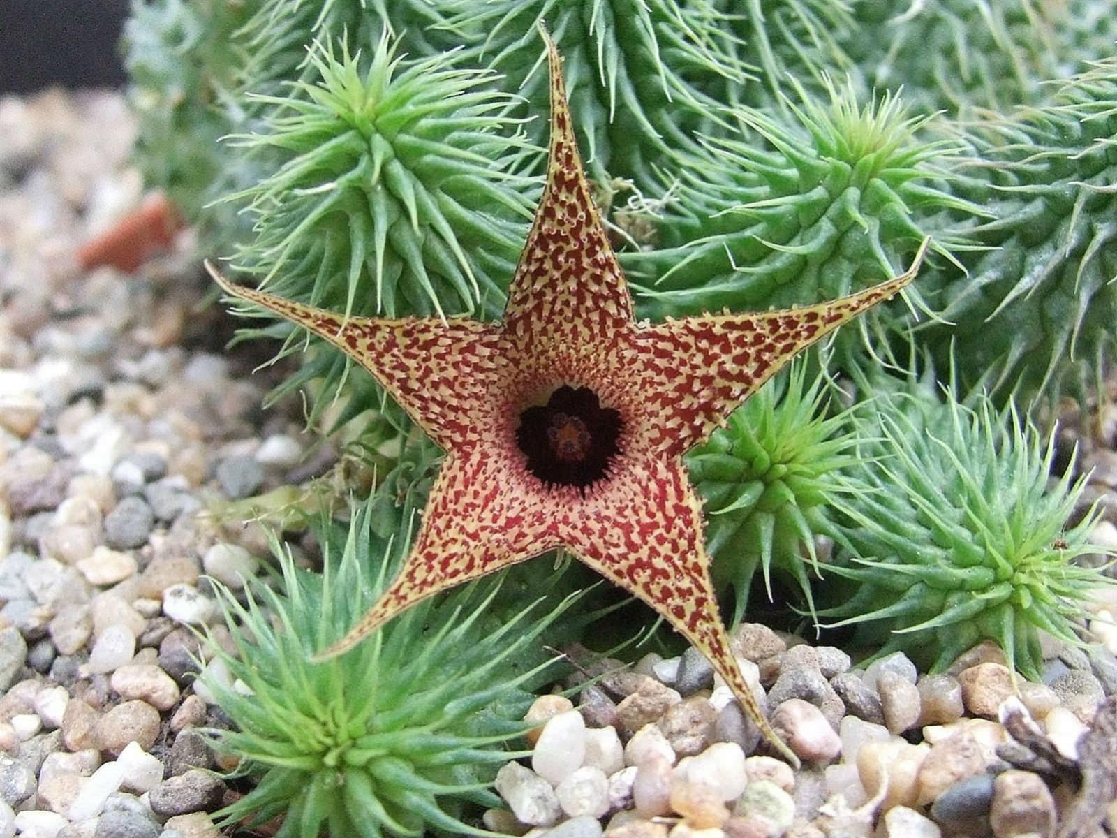 Либо растение. Huernia стапелия. Суккулент Гуэрния. Стапелия Пилланса. Гуэрния pillansii.