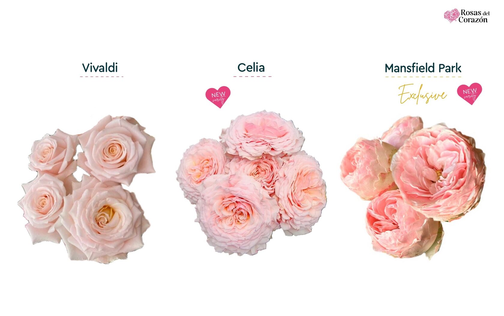 Vivaldi, Celia, Mansfield Park