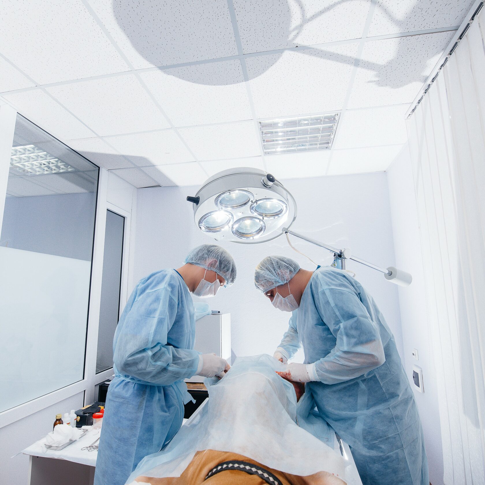 Благотворительный фонд поможи животных, помощь животным, взять кошку из приюта, взять собаку из приюта