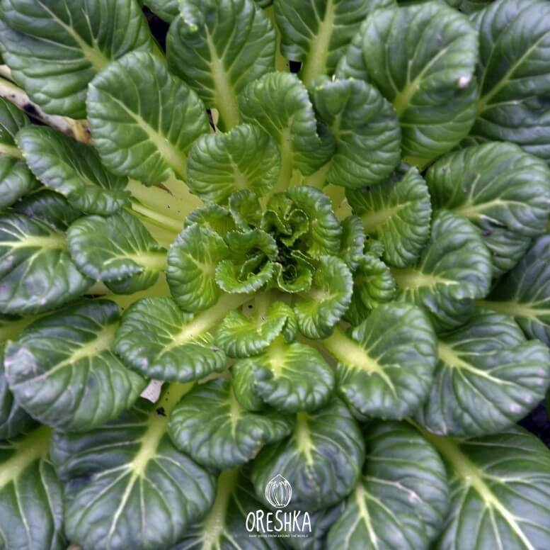 Seeds of Chinese cabbage Tatsoi (Brassica rapa subsp. Narinosa) — 30 pcs