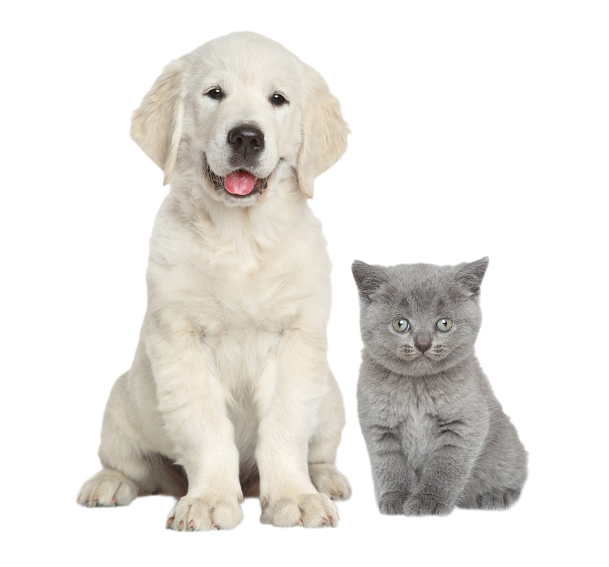 груминг салон алматы