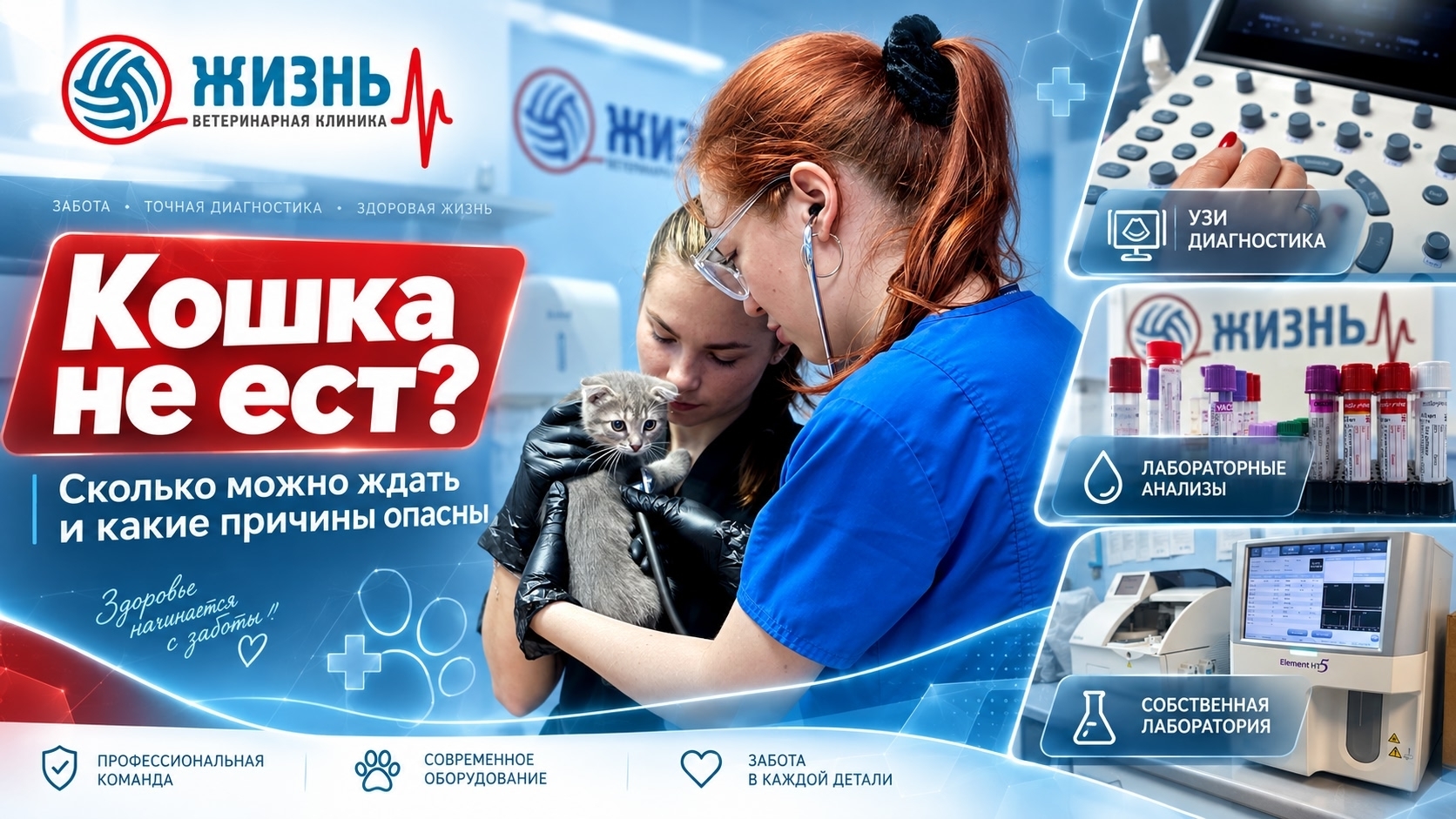 кошка не ест