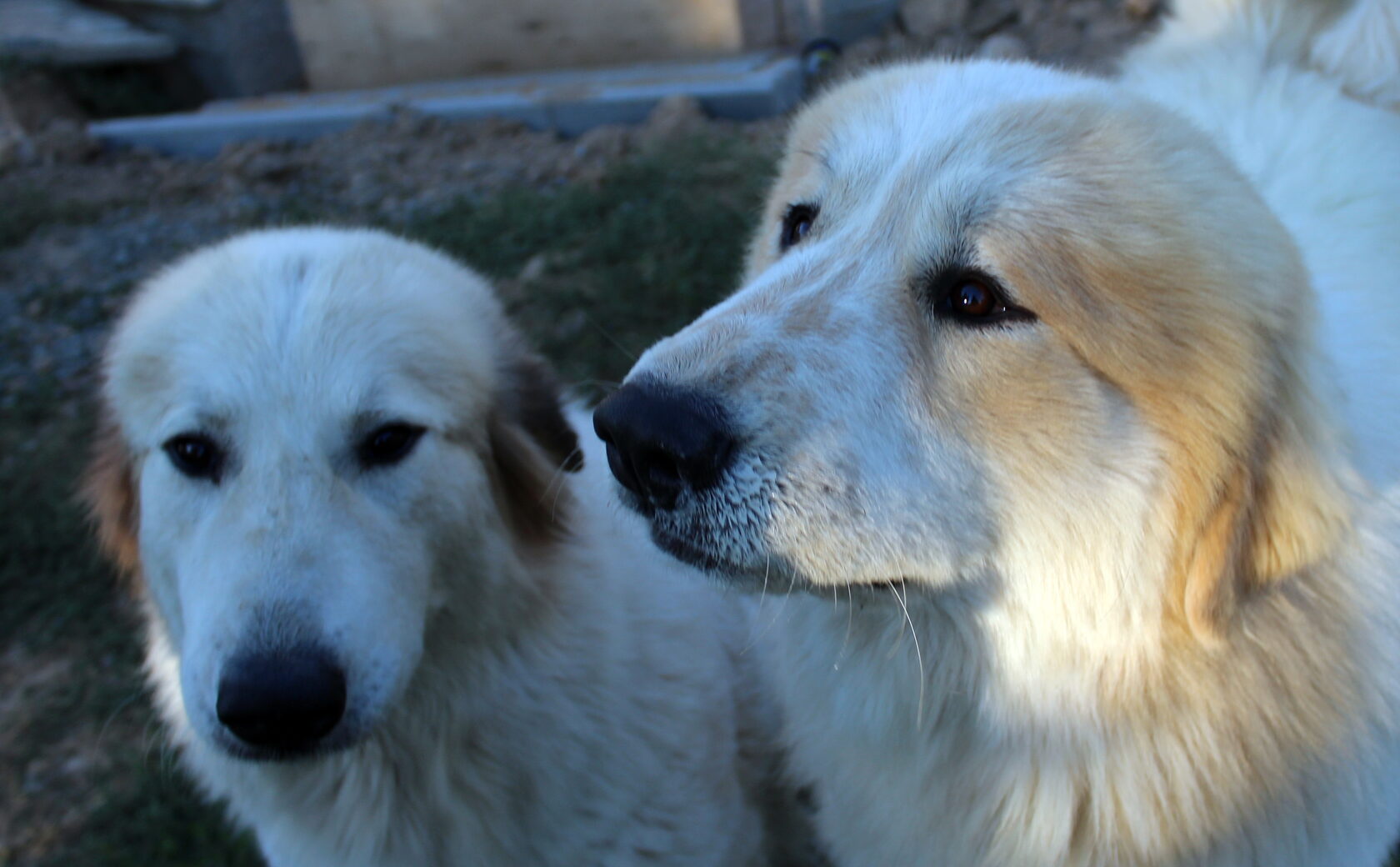 PC PYRENEES LE DEJEUNER PUPPIES FEEDING DOG CHIEN (a39542