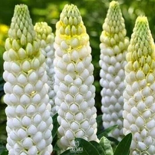 Seeds of Lupine Perennial Ice Cream (Lupinus perennis) — 14 pcs