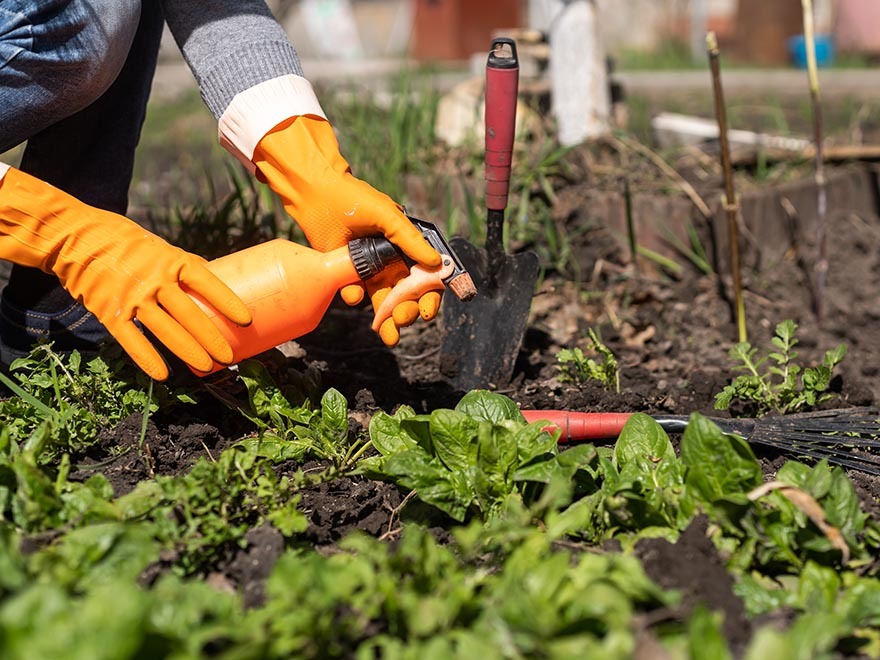 Person in orange gloves watering spinach plants in a garden, with gardening tools nearby, illustrating indoor vegetable maintenance and care.