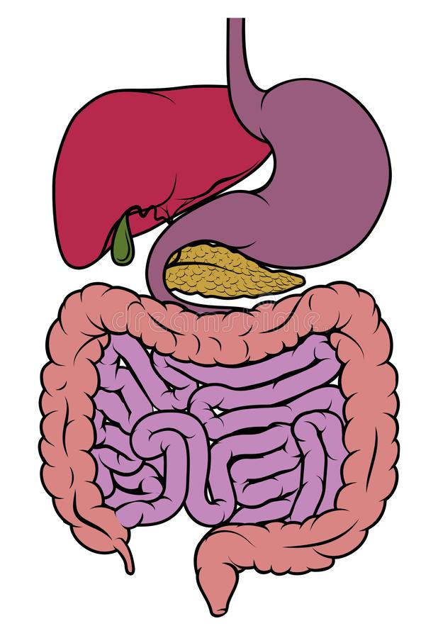 Детский кишечник рисунок