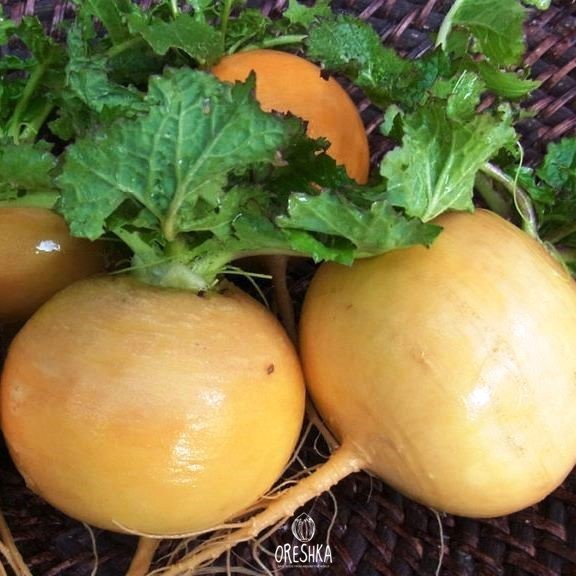 Radish and Root Vegetables — Oreshka Seeds