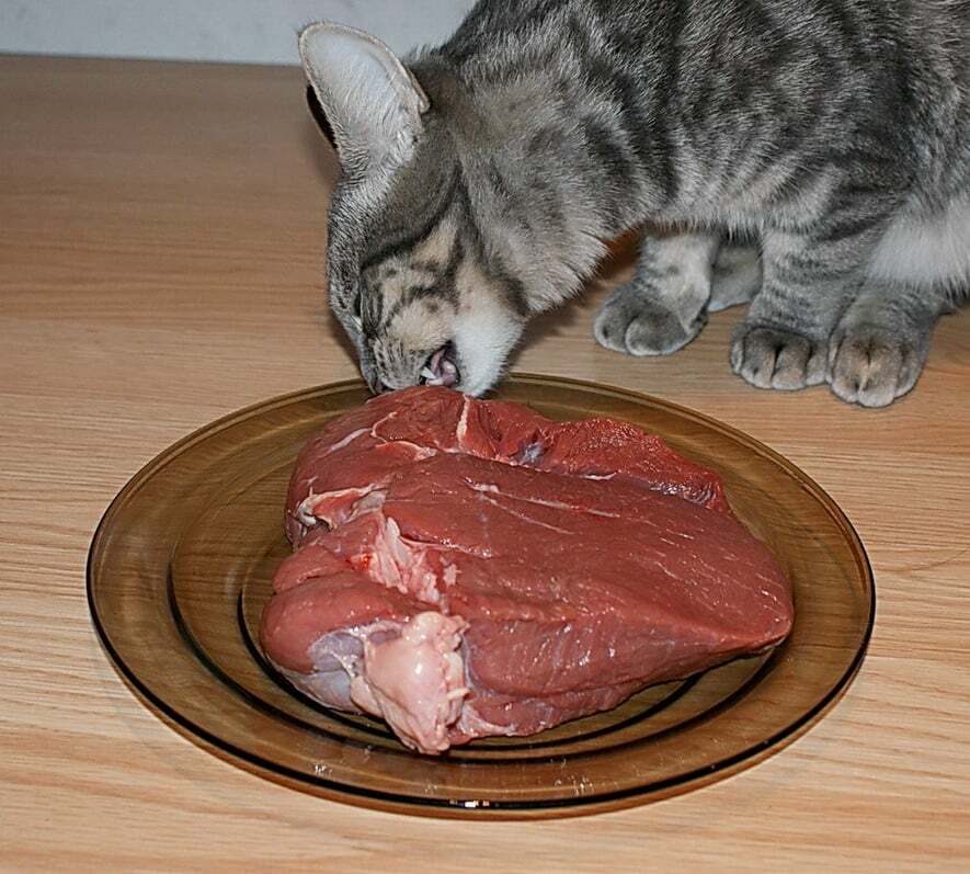 Можно кормить кота сырым мясом
