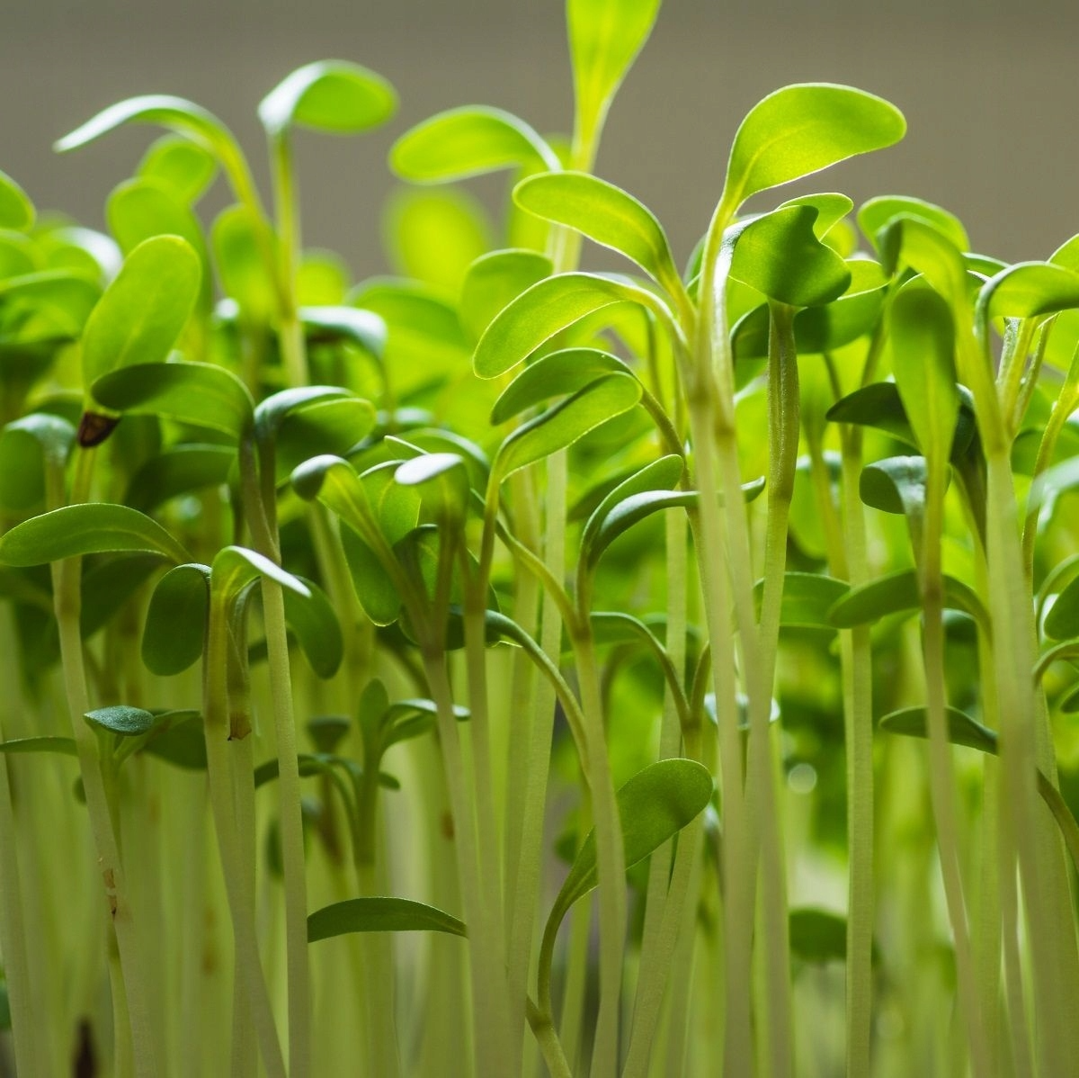 Как вырастить микрозелень гороха