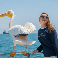 Покормить пеликана на яхте в Атлантике