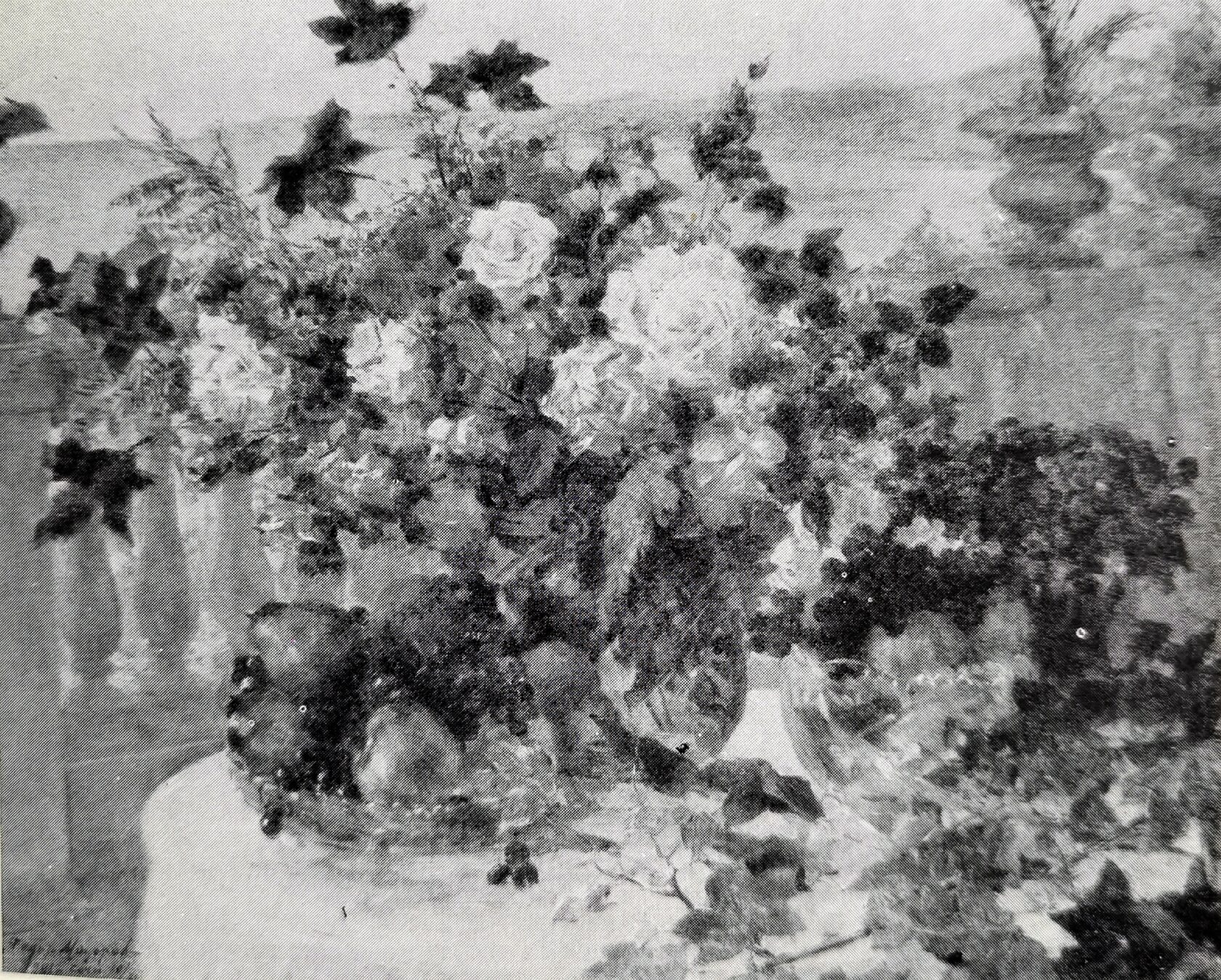 Розы, 1946 г.