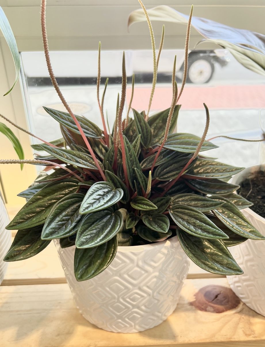 Potted plant on wooden shelf