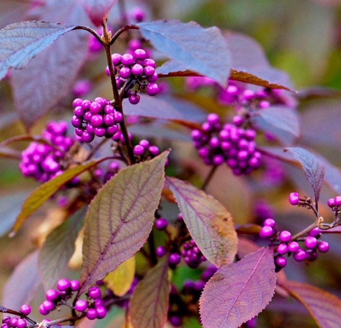 Callicarpa bodinieri Profusion