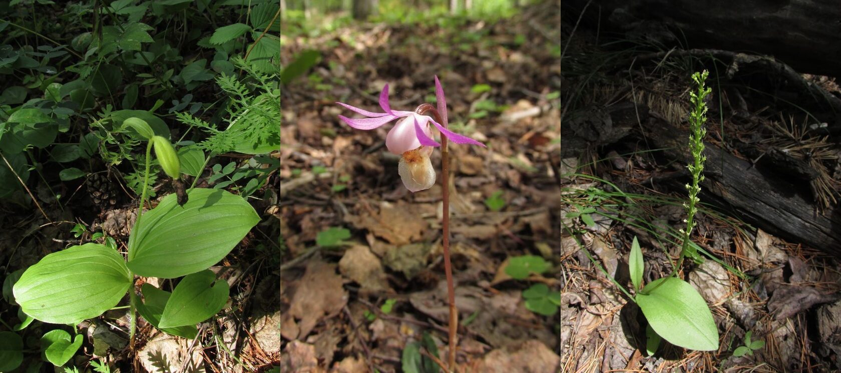 Байкальский заповедник