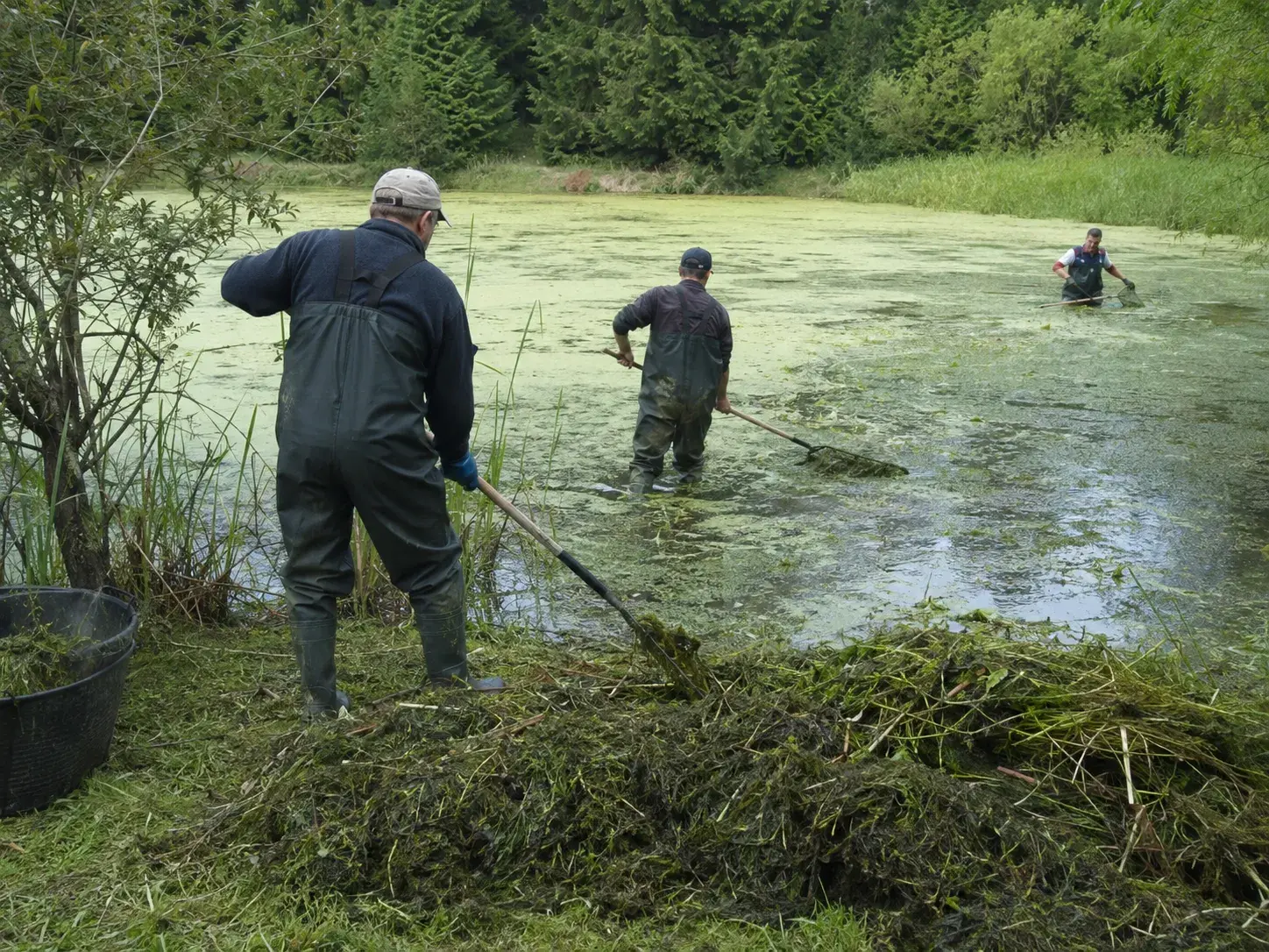 Ручная очистка подходит для локальной уборки ряски, водорослей и растительной массы.