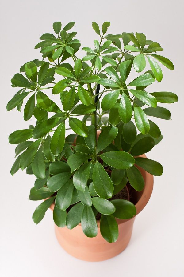 Potted plant on wooden shelf