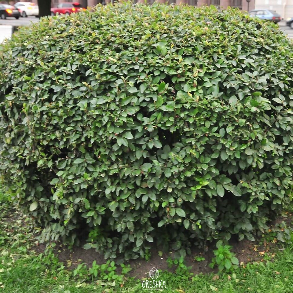 Seeds of Cotoneaster brilliant (Cotoneaster lucidus) — 30 pcs