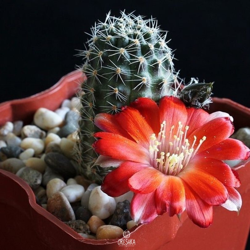 Seeds of Cactus Mediolobivia pectinata KK 974 (Mediolobivia pectinata KK 974) — 10 pcs