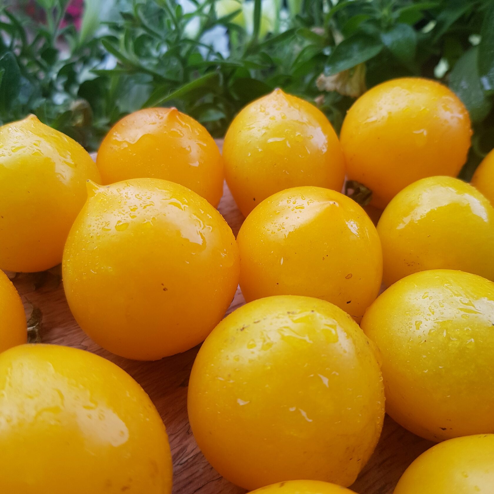 Пендулина жёлтая (Pendulina Yellow)