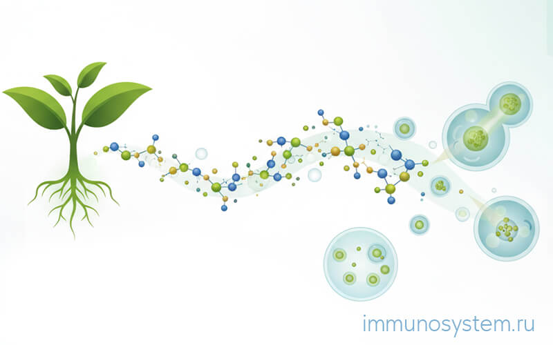 Растительные пептиды семян крестоцветных — новый вектор Transfer Factor