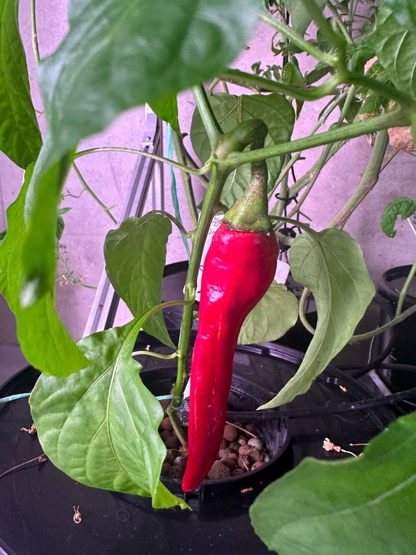 Острый перец в лаборатории агротехнологий выращивать агролаборатории статья читать фото видео смотреть