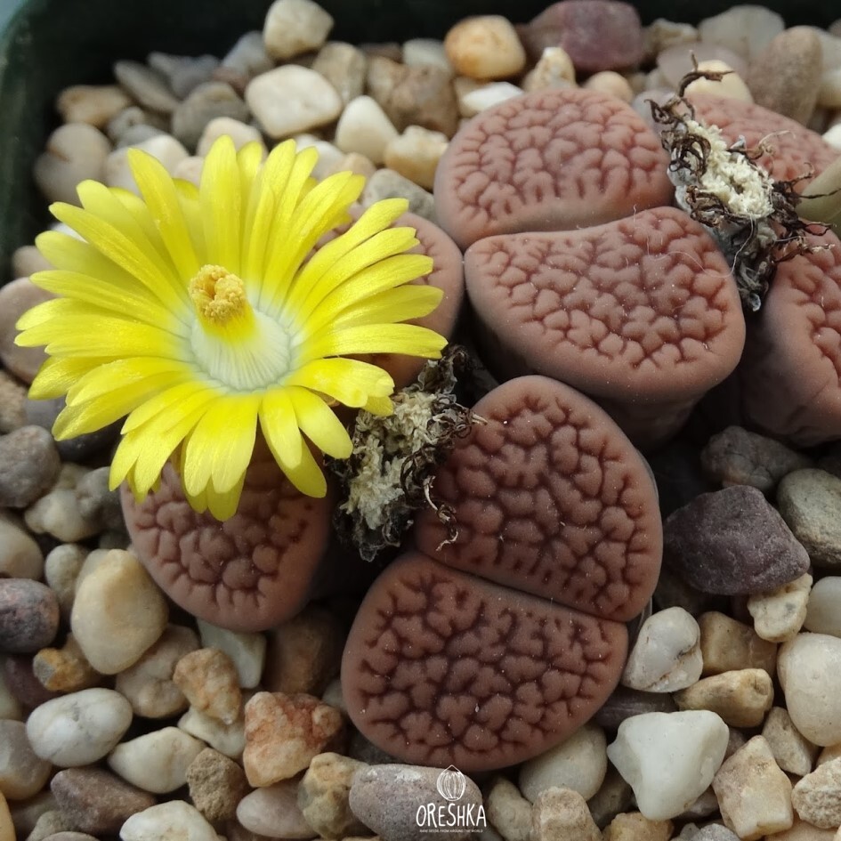 Lithops hookeri C 051 — 10 seeds