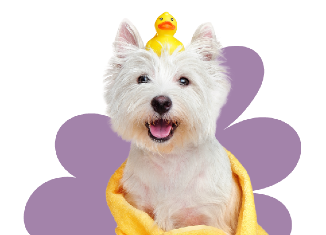 собака парикмахер. груминг для собак екатеринбург. груминг для собак екатеринбург. салон арчибальд грумминг. груминг собак.