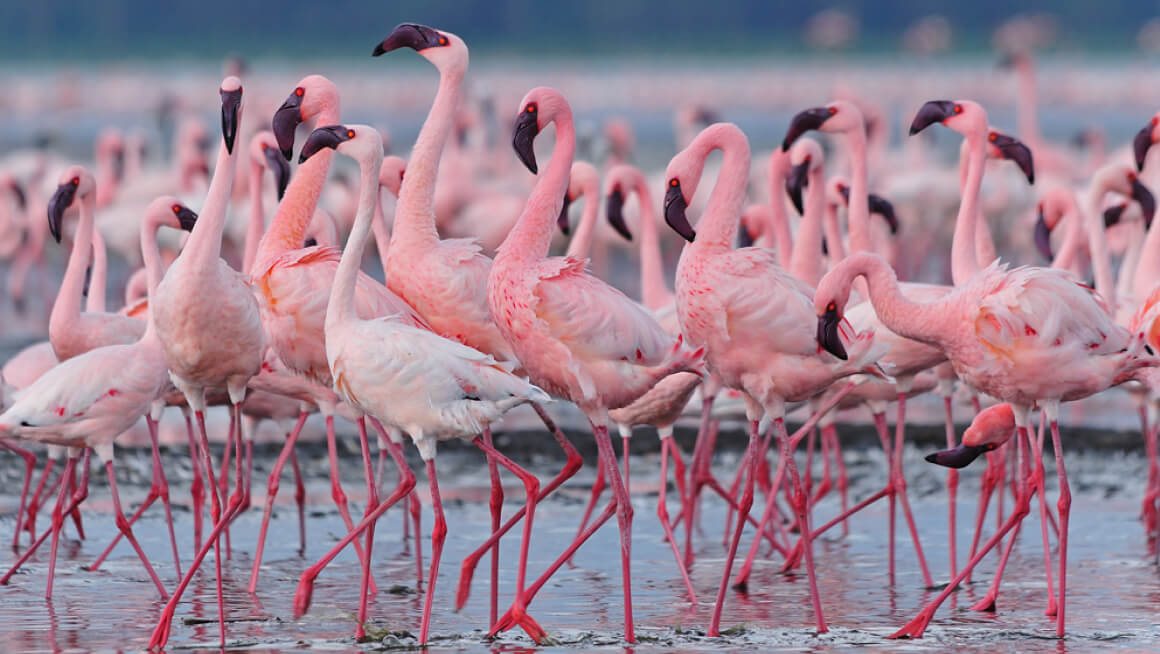 Фламинго. Обыкновенный Фламинго. Фламинго Астрахань. Озеро Сиваш Фламинго. Розовый Фламинго.