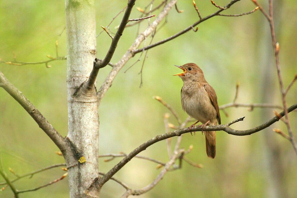Katta kokrakli qizlarning porno videolari onlayn Rossiyada xususiy porno video