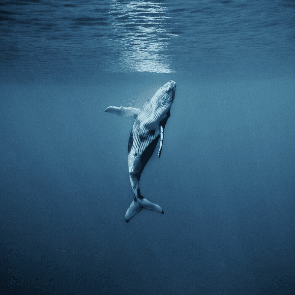 Африканское сафари - Авторский тур в ЮАР