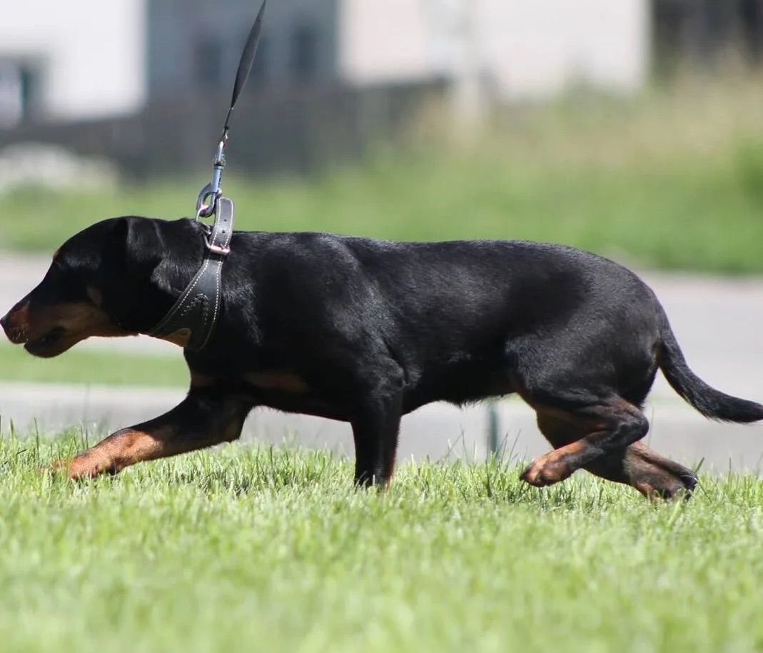 Пассивно-оборонительная реакция