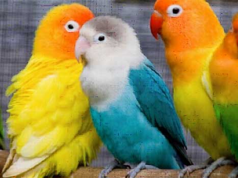 Общие правила и способы различия самки от самца попугаев