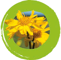 Домашняя аптечка