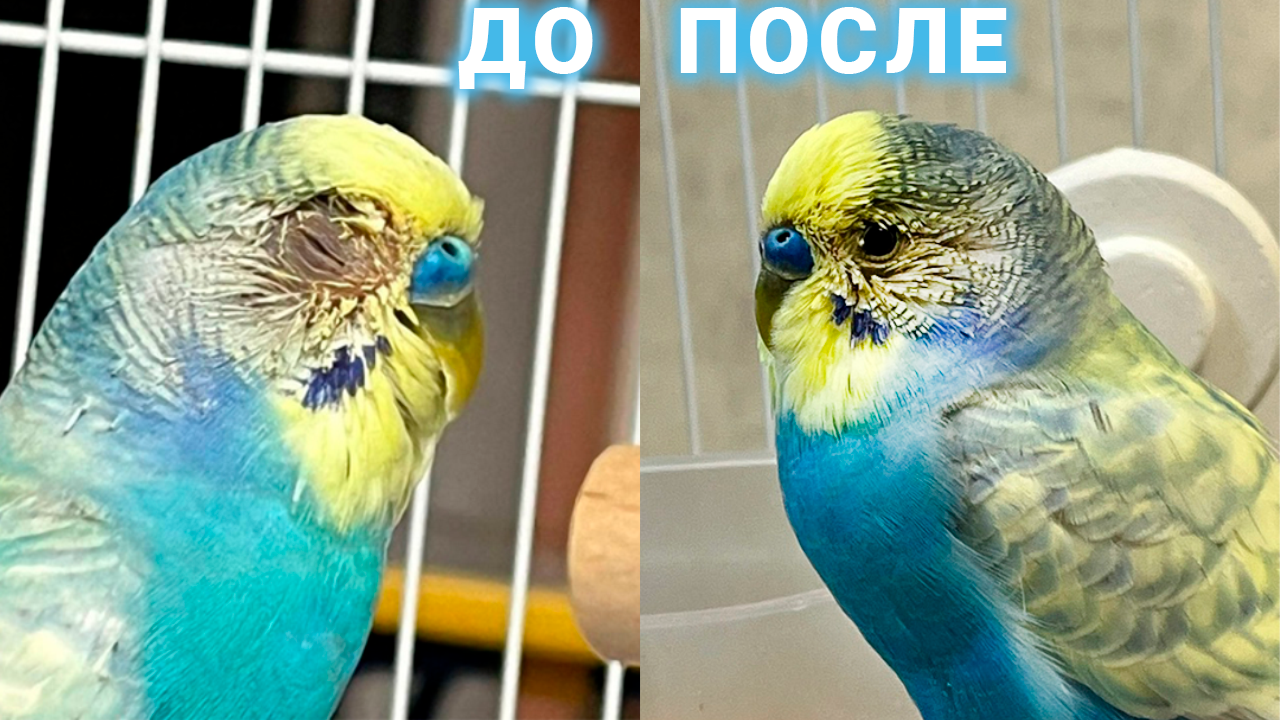 Попугай Жора до и после лечения воспаления глаза - онлайн ветконсультация орнитологу
