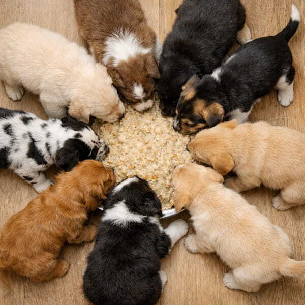 Щенки едят домашний рацион с кашей DOGMAX из большой миски, вид сверху, кормление щенков 2-6 месяцев