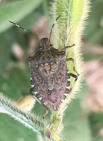 клоп коричнево мраморный