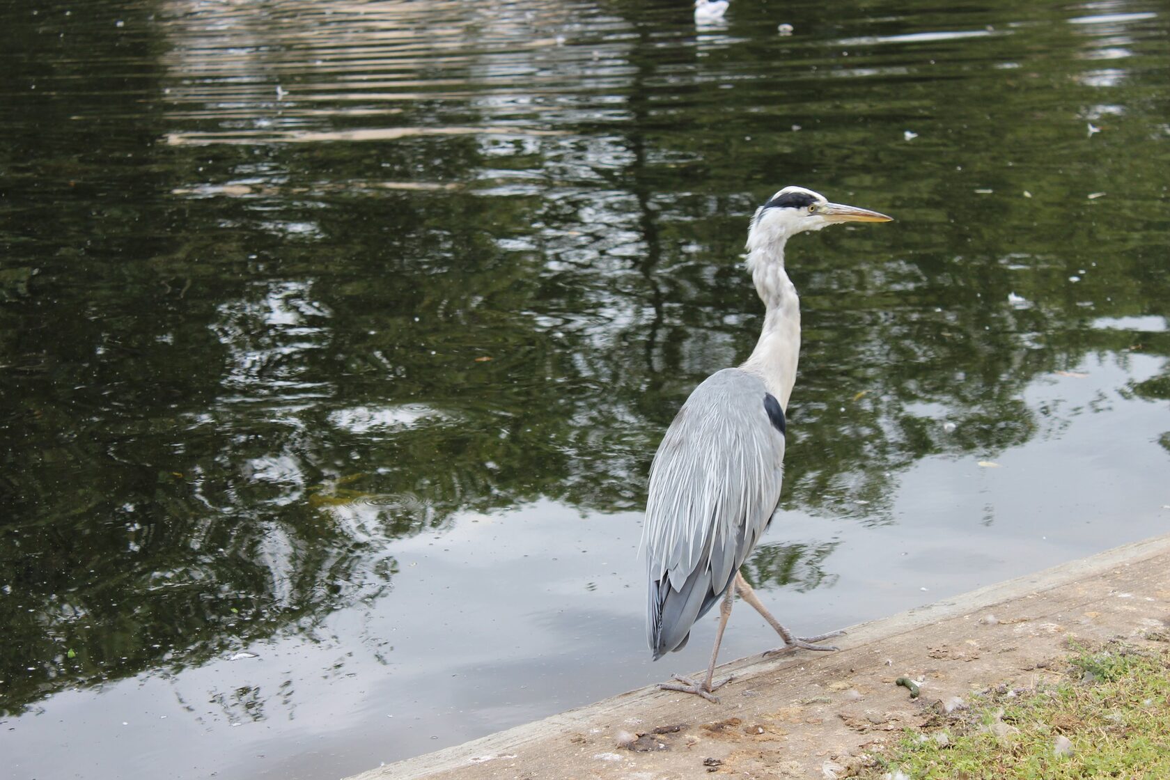 Heron water