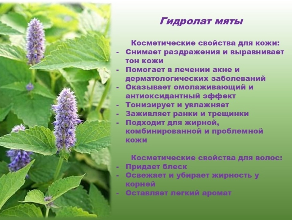 Гидролат мяты