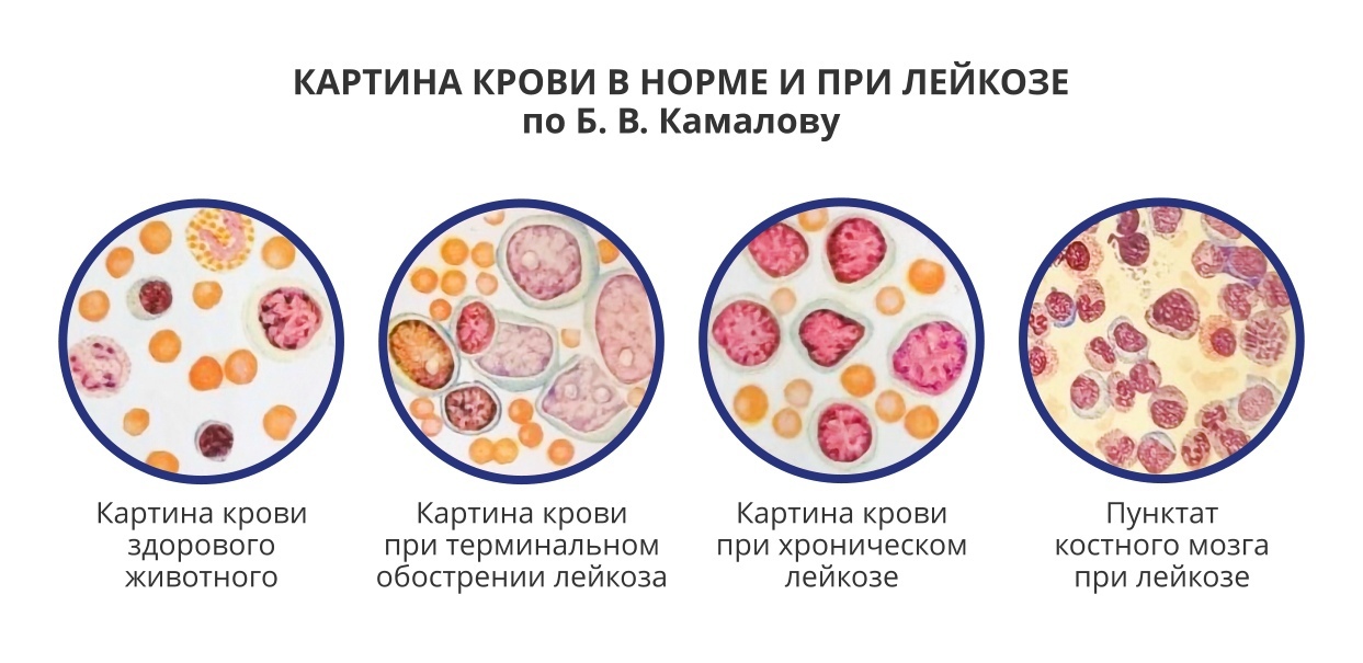 Опасен ли лейкоз крупного рогатого скота для человека? - Отраслевой портал - SECTORMEDIA