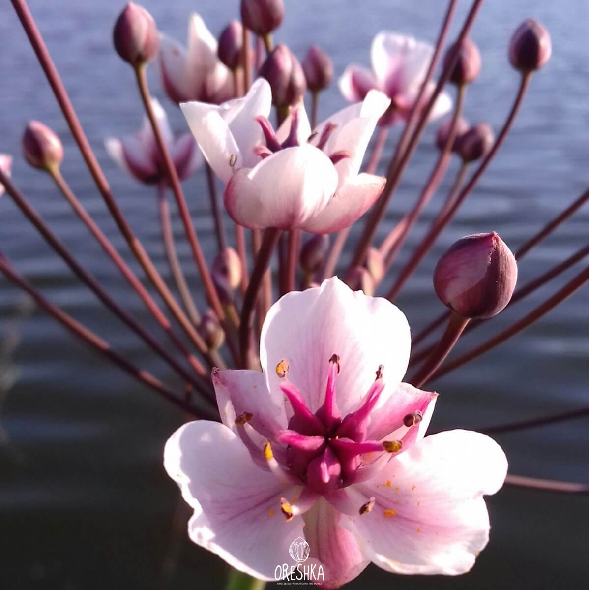Seeds of Flowering rush (Butomus umbellatus) — 100 pcs