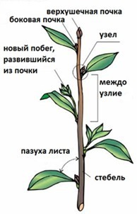 Строение побега биология 6. Схему строения побега и почки. Боковая почка побега. Верхушечная почка боковая почка лист стебель. Изображение побега с подписями.